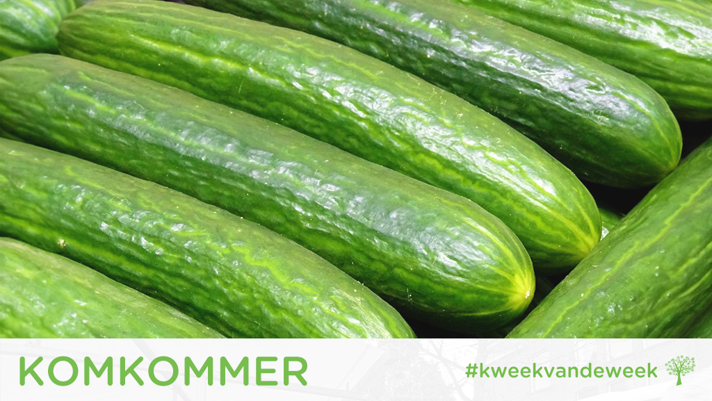 Kweek van de Week: Komkommer