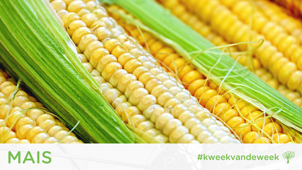 Kweek van de Week: Mais