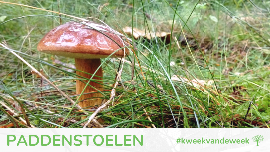Kweek van de Week - paddenstoelen
